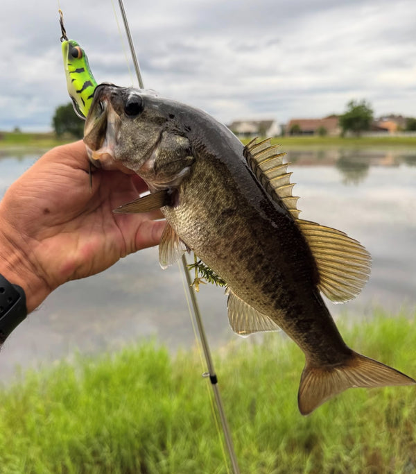 Bass Speed Clip Bundle