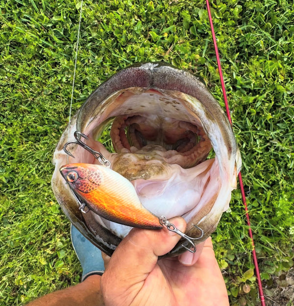 Bass Speed Clip Bundle