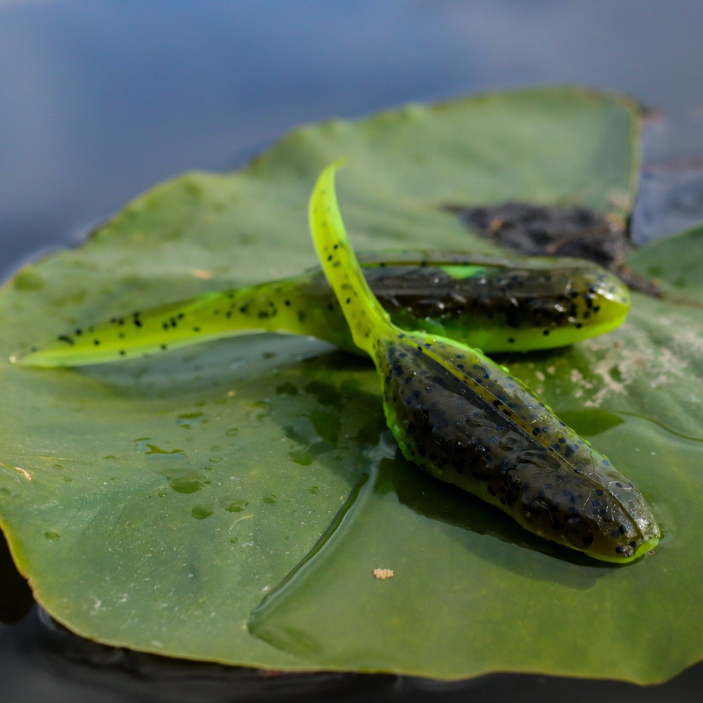 Froglet